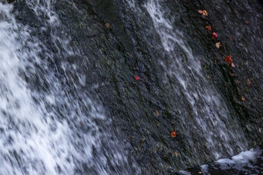 Hintergrundbild - Farbtupfer am Mühlwehr