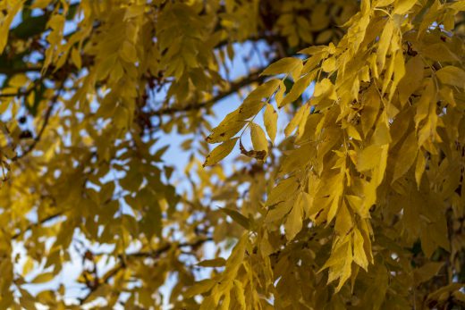 Hintergrundbild - Gelbe Blätter Schwarznuss