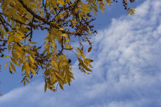 Hintergrundbild - Gelbe Blätter vor blauem Himmel