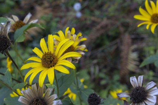 Hintergrundbild - Gelbe Blüten im Herbst