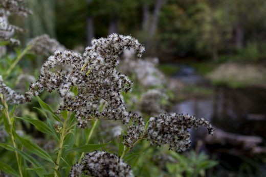Hintergrundbild - Goldruten am Unterwasser