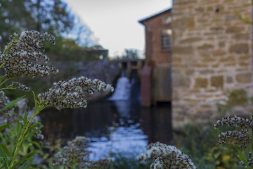 Hintergrundbild - Goldruten vor der Mühle