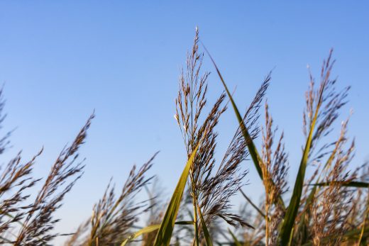 Hintergrundbild - Gräser am Bach