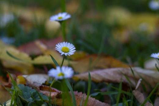 Hintergrundbild - Gänseblümchen zwischen Laub