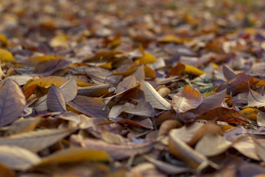 Hintergrundbild - Herbstlaub in Nahaufnahme
