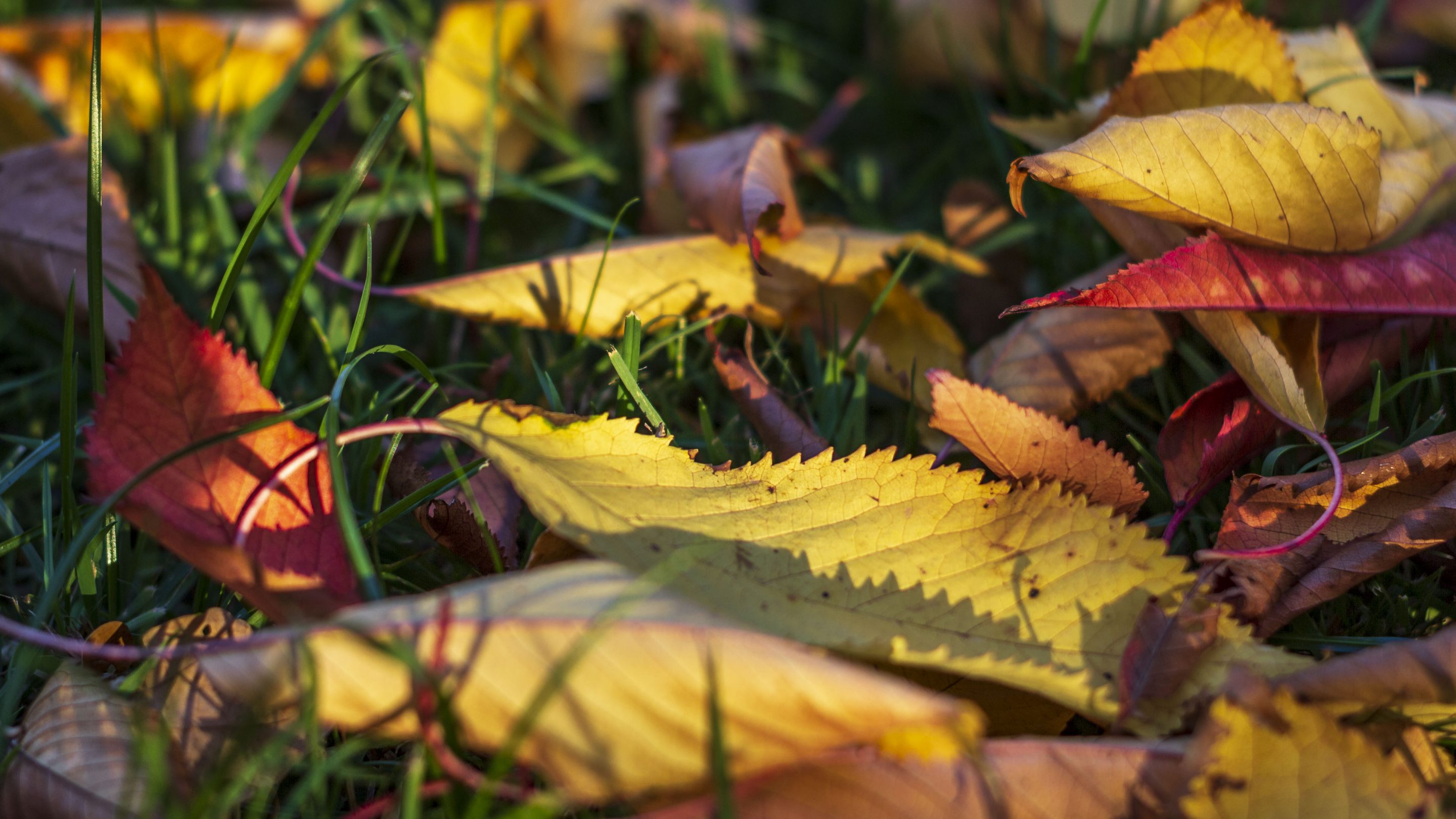 Hintergrundbilder Herbstlaub In Der Abendsonne