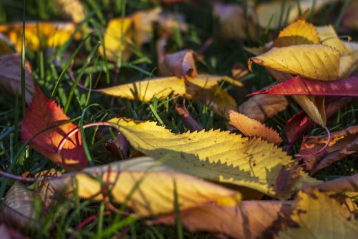 Hintergrundbild - Herbstlaub in der Abendsonne