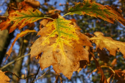 Hintergrundbild - Herbstliche Eichenblätter