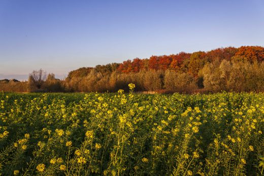 Hintergrundbild - Herbstliches Farbenspiel