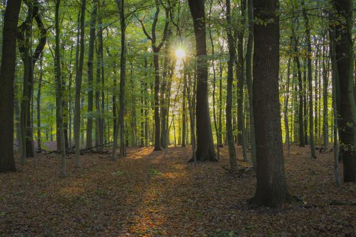 Hintergrundbild - Herbstsonne im Wald
