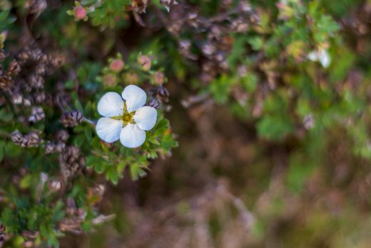 Hintergrundbild - Hübsche weiße Blüte
