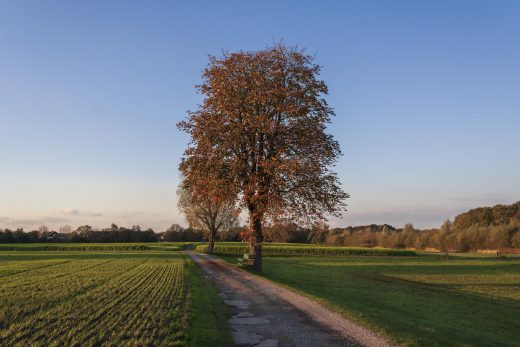 Hintergrundbild - Kastanie mit Bank