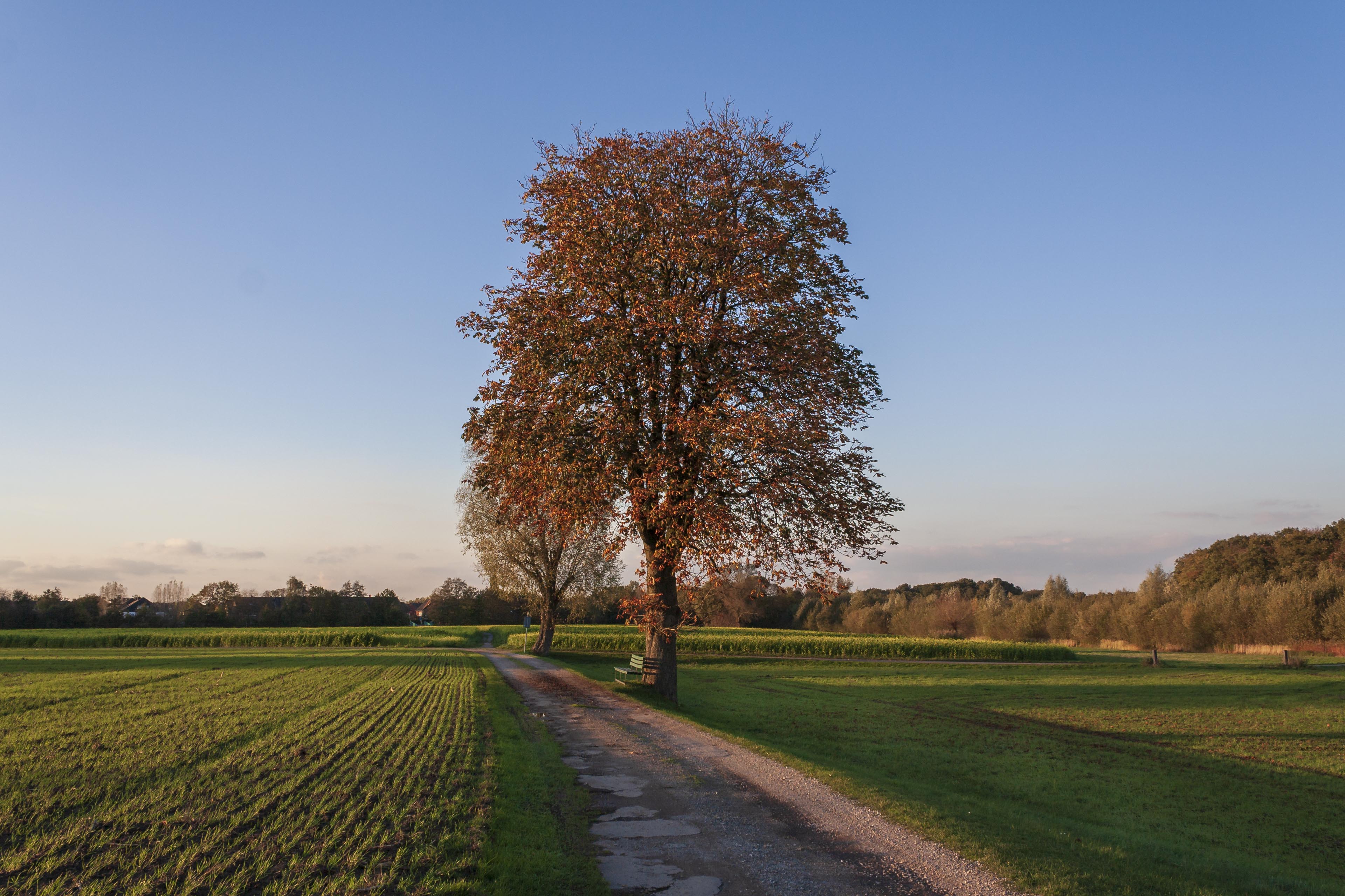 Hintergrundbild – Kastanie mit Bank
