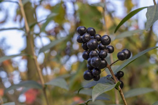 Hintergrundbild - Linguster Beeren
