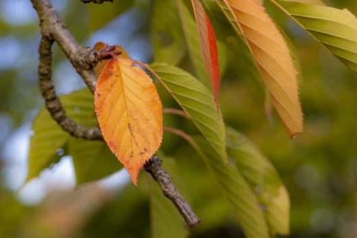 Hintergrundbild - Oranges Blatt einer Zierkirsche