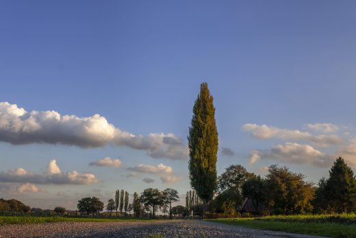 Hintergrundbild - Pappel vor blauem Himmel