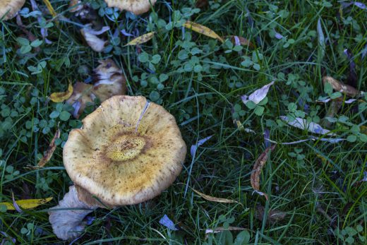 Hintergrundbild - Pilz im Gras