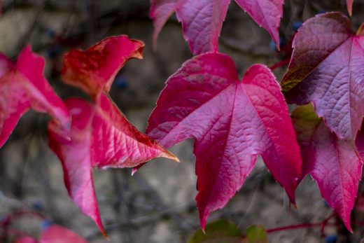 Hintergrundbild - Rote Blätter Wilder Wein