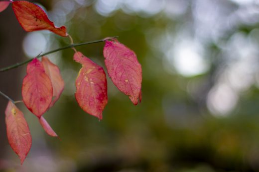 Hintergrundbild - Rote Blätter im Herbst