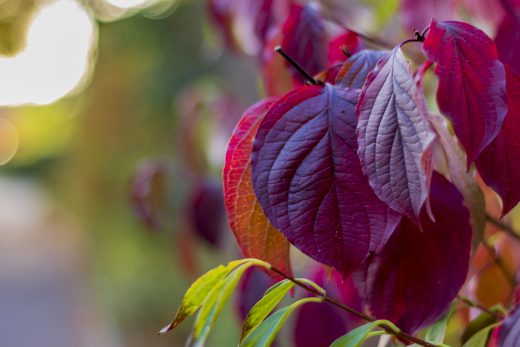 Hintergrundbild - Rote Blätter in Nahaufnahme