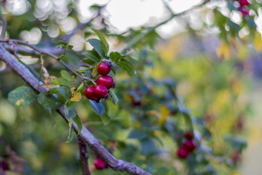 Hintergrundbild - Rote Hagebutten