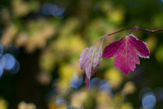 Hintergrundbild - Rotes Blatt Nahaufnahme