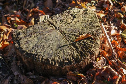 Hintergrundbild - Verwitterter Baumstumpf