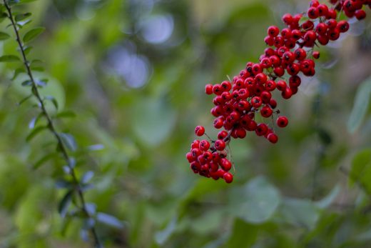 Hintergrundbild - Vogelbeeren in Nahaufnahme