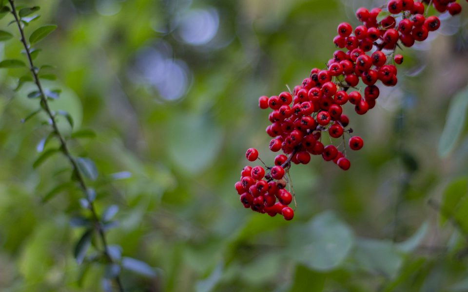 Hintergrundbild - Vogelbeeren in Nahaufnahme