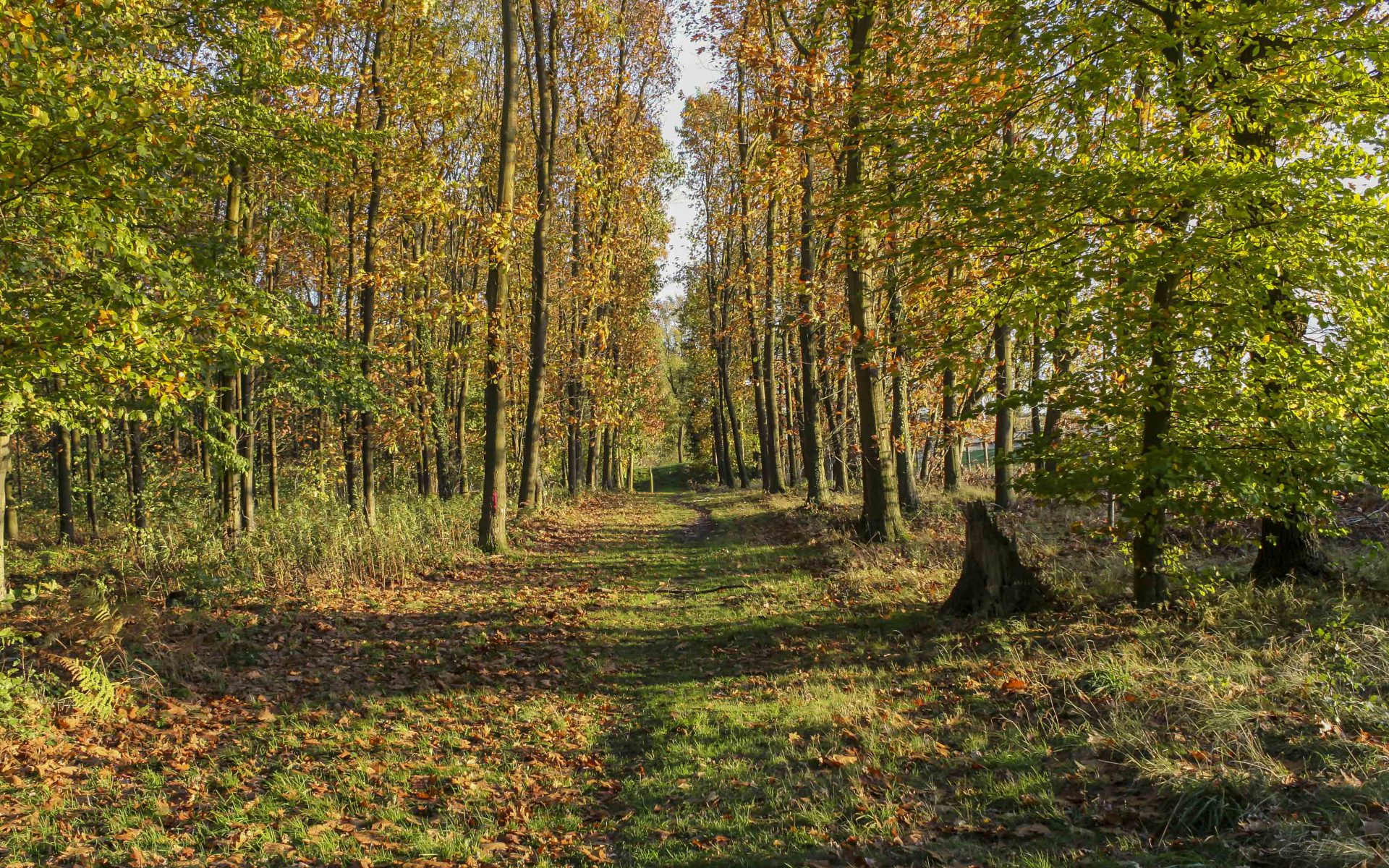 Hintergrundbilder | Waldweg im Herbst