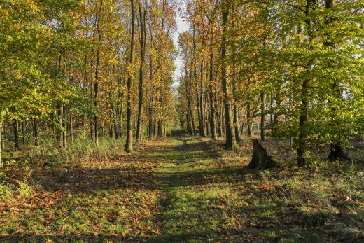 Hintergrundbild - Waldweg im Herbst