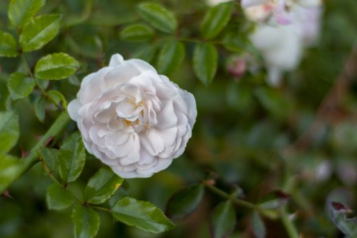 Hintergrundbild - Wilde weiße Rose