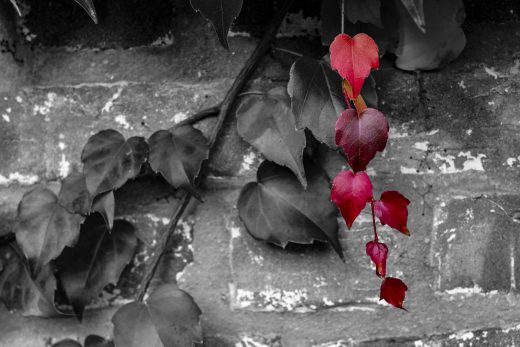Hintergrundbild - Wilder Wein in rot