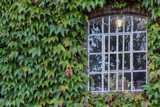 Hintergrundbild - Wilder Wein mit Mühlenfenster