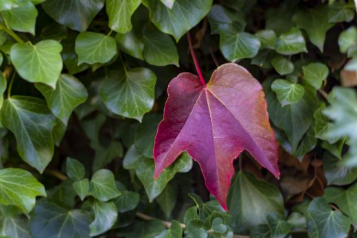 Hintergrundbild - Wilder Wein und Efeu