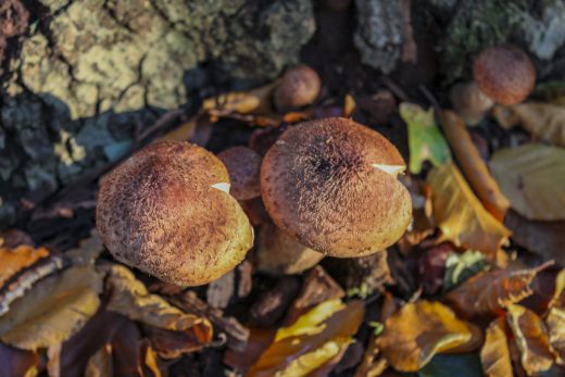 Hintergrundbild - Zwei Stammpilze