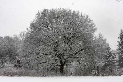 Hintergrundbild - Baum im Schneetreiben
