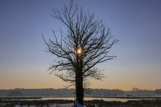 Hintergrundbild - Baum im Winter