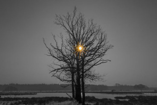 Hintergrundbild - Baum im Winter Colorkey