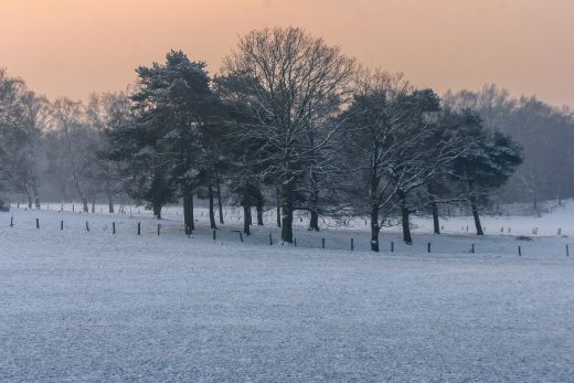 Hintergrundbild - Baumgruppe an einem Wintermorgen
