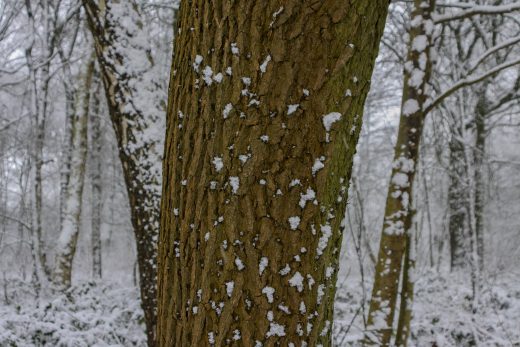 Hintergrundbild - Baumstamm im Schneetreiben