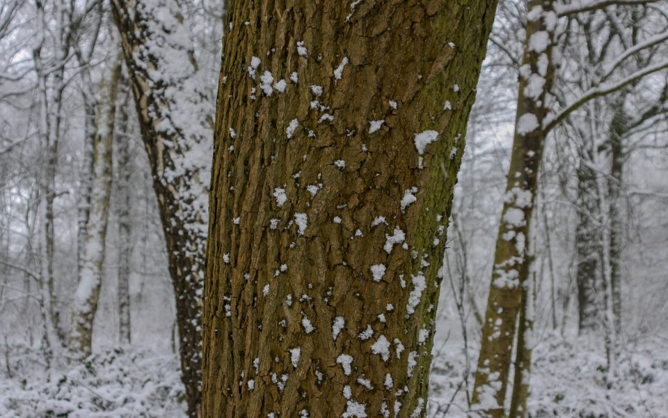 Hintergrundbild - Baumstamm im Schneetreiben