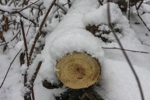 Hintergrundbild - Baumstamm im Winter