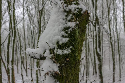 Hintergrundbild - Baumstamm mit Moos und Schnee