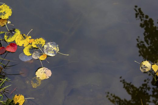 Hintergrundbild - Buntes Laub im Wasser