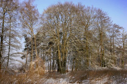 Hintergrundbild - Bäume im Hervester Bruch