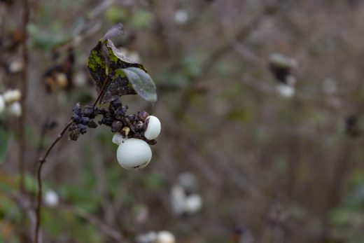 Hintergrundbild - Die letzten Knallerbsen