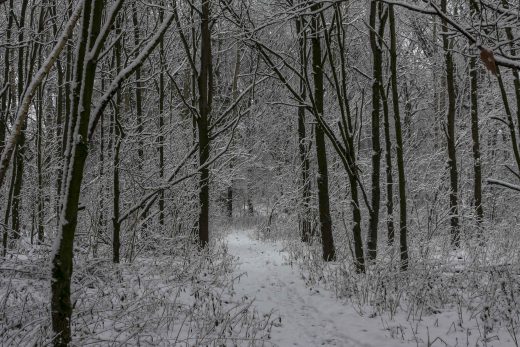 Hintergrundbild - Durch den verschneiten Wald
