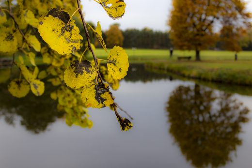 Hintergrundbild - Gelbe Blätter einer Erle