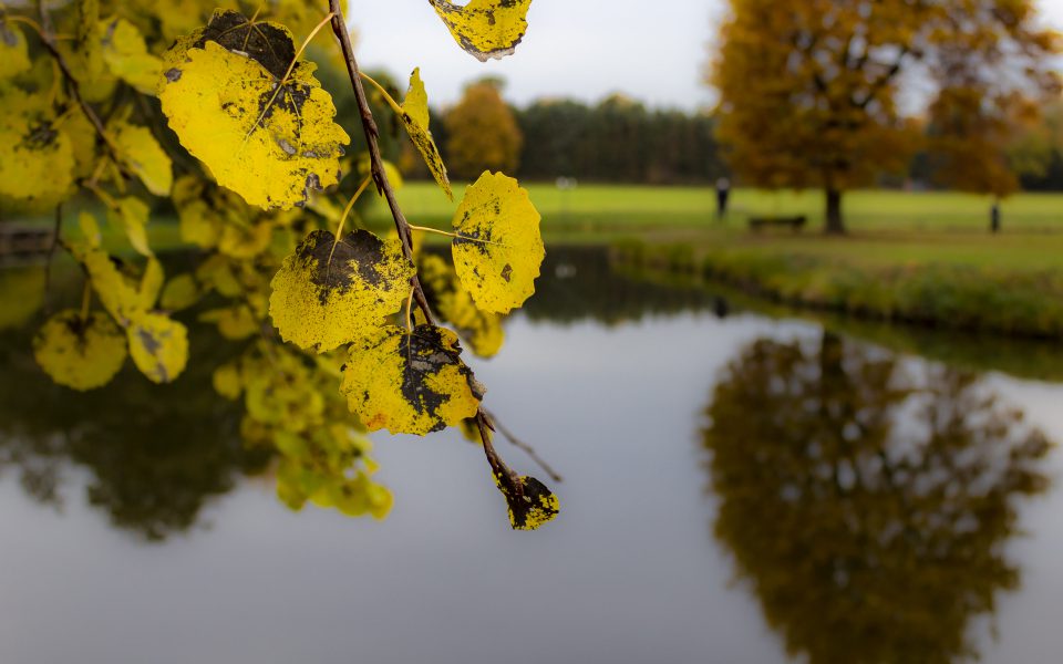 Hintergrundbild - Gelbe Blätter einer Erle